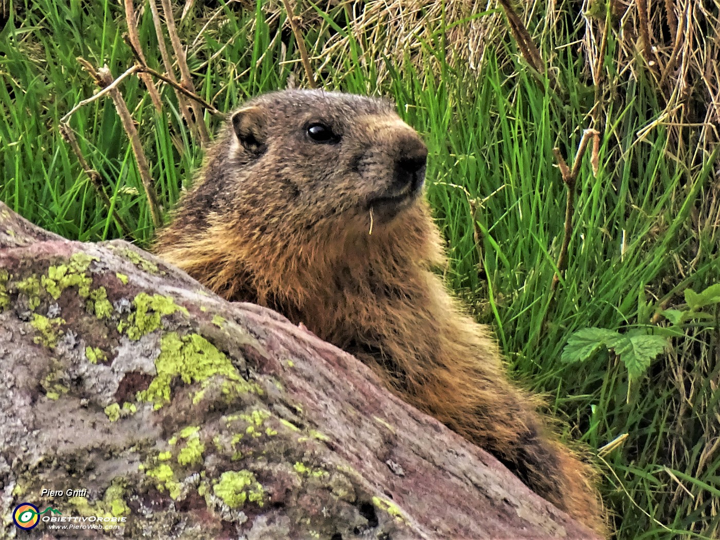 06 Marmotta in osservazione.JPG